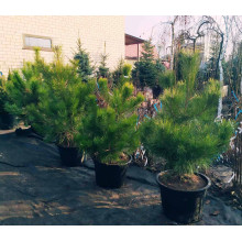 Сосна кримська | Сосна кримская | Pinus pallasiana