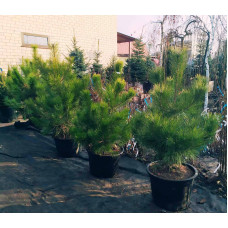 Сосна кримська | Сосна кримская | Pinus pallasiana