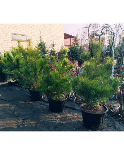 Сосна кримська | Сосна кримская | Pinus pallasiana