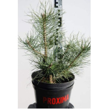 Сосна кримська | Сосна кримская | Pinus pallasiana