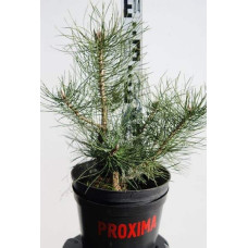 Сосна кримська | Сосна кримская | Pinus pallasiana