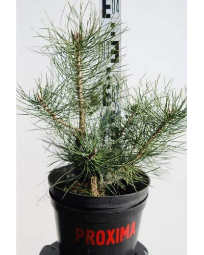 Сосна кримська | Сосна кримская | Pinus pallasiana