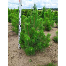 Сосна кримська | Сосна кримская | Pinus pallasiana