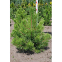 Сосна кримська | Сосна кримская | Pinus pallasiana