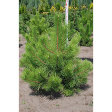 Сосна кримська | Сосна кримская | Pinus pallasiana