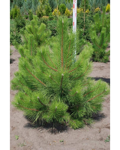 Сосна кримська | Сосна кримская | Pinus pallasiana