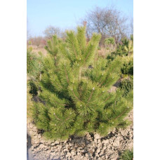 Сосна кримська | Сосна кримская | Pinus pallasiana
