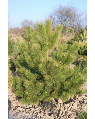 Сосна кримська | Сосна кримская | Pinus pallasiana