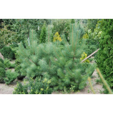Сосна кримська | Сосна кримская | Pinus pallasiana