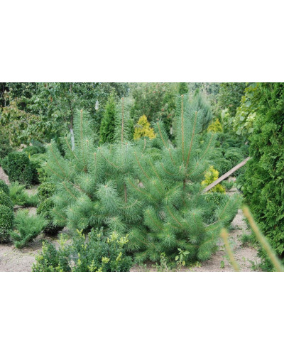 Сосна кримська | Сосна кримская | Pinus pallasiana