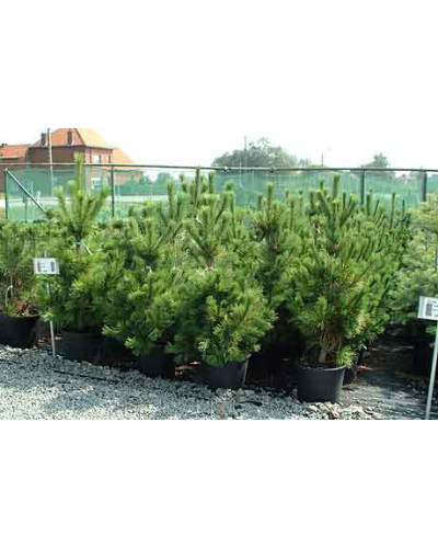 Сосна румелійська/македонська/балканська | Сосна румелийская/македонская/балканская | Pinus peuce