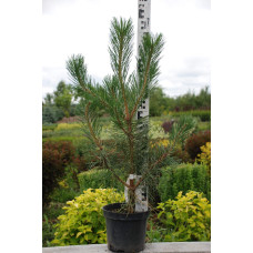 Сосна чорна / австрійська | Сосна черная / австрийская | Pinus nigra / austriaca