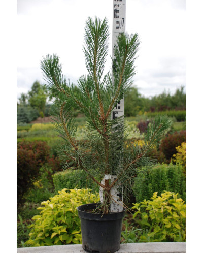 Сосна чорна / австрійська | Сосна черная / австрийская | Pinus nigra / austriaca