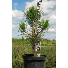 Сосна чорна / австрійська | Сосна черная / австрийская | Pinus nigra / austriaca