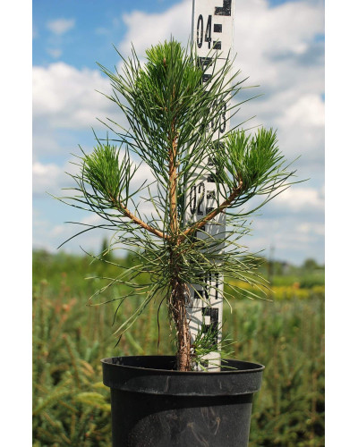 Сосна чорна / австрійська | Сосна черная / австрийская | Pinus nigra / austriaca