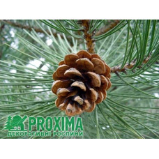 Сосна чорна / австрійська | Сосна черная / австрийская | Pinus nigra / austriaca