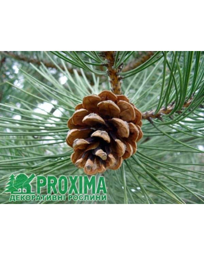 Сосна чорна / австрійська | Сосна черная / австрийская | Pinus nigra / austriaca