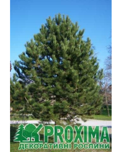 Сосна чорна / австрійська | Сосна черная / австрийская | Pinus nigra / austriaca