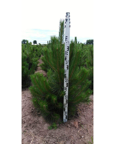 Сосна чорна / австрійська | Сосна черная / австрийская | Pinus nigra / austriaca