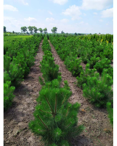 Сосна чорна / австрійська | Сосна черная / австрийская | Pinus nigra / austriaca