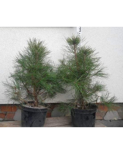 Сосна чорна / австрійська | Сосна черная / австрийская | Pinus nigra / austriaca