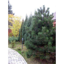 Сосна чорна / австрійська | Сосна черная / австрийская | Pinus nigra / austriaca