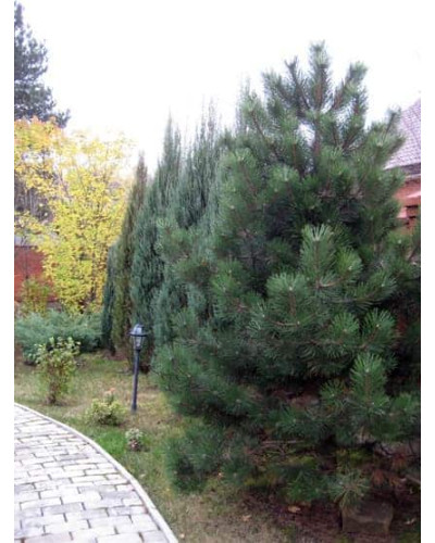 Сосна чорна / австрійська | Сосна черная / австрийская | Pinus nigra / austriaca