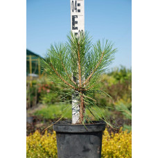Сосна чорна / австрійська | Сосна черная / австрийская | Pinus nigra / austriaca