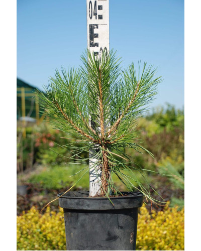 Сосна чорна / австрійська | Сосна черная / австрийская | Pinus nigra / austriaca