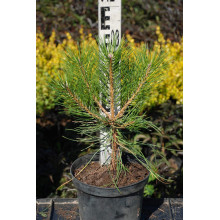 Сосна чорна / австрійська | Сосна черная / австрийская | Pinus nigra / austriaca