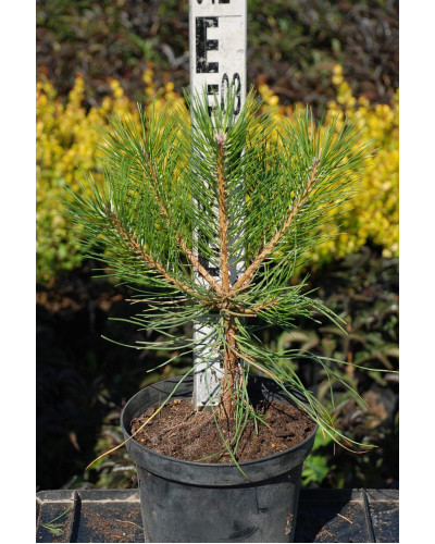 Сосна чорна / австрійська | Сосна черная / австрийская | Pinus nigra / austriaca