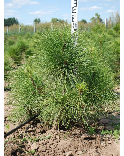 Сосна чорна / австрійська | Сосна черная / австрийская | Pinus nigra / austriaca