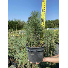 Сосна чорна / австрійська | Сосна черная / австрийская | Pinus nigra / austriaca