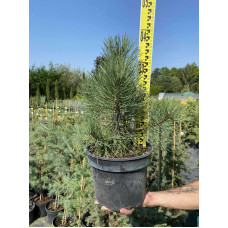 Сосна чорна / австрійська | Сосна черная / австрийская | Pinus nigra / austriaca