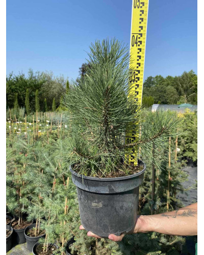 Сосна чорна / австрійська | Сосна черная / австрийская | Pinus nigra / austriaca