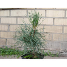Сосна чорна / австрійська | Сосна черная / австрийская | Pinus nigra / austriaca