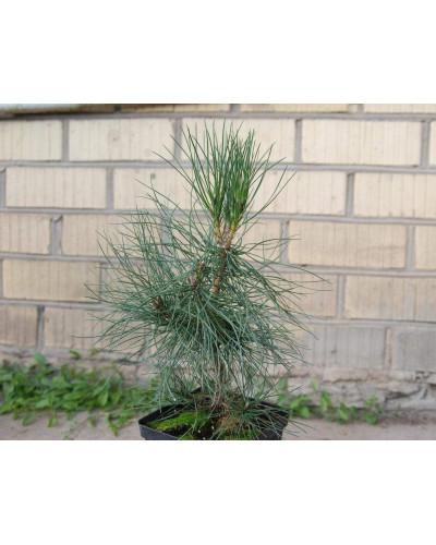Сосна чорна / австрійська | Сосна черная / австрийская | Pinus nigra / austriaca