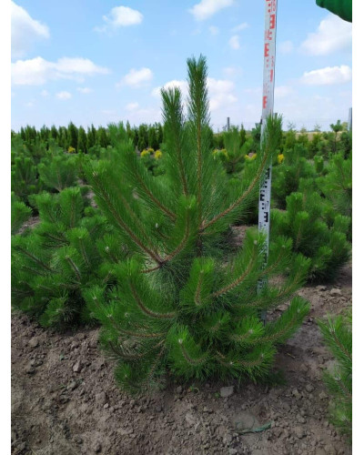 Сосна чорна / австрійська | Сосна черная / австрийская | Pinus nigra / austriaca