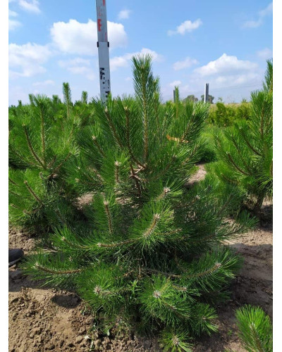 Сосна чорна / австрійська | Сосна черная / австрийская | Pinus nigra / austriaca