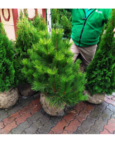Сосна чорна / австрійська | Сосна черная / австрийская | Pinus nigra / austriaca