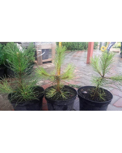 Сосна чорна / австрійська | Сосна черная / австрийская | Pinus nigra / austriaca