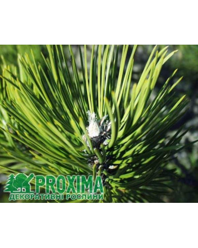 Сосна чорна / австрійська | Сосна черная / австрийская | Pinus nigra / austriaca
