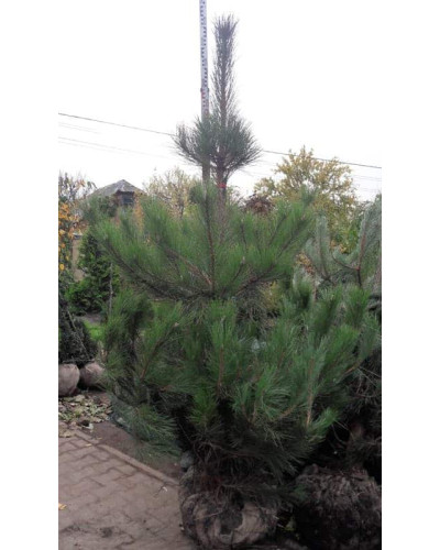 Сосна чорна / австрійська | Сосна черная / австрийская | Pinus nigra / austriaca