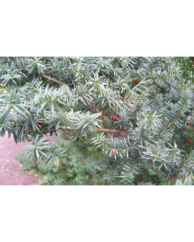 Тис середній Фармен | Taxus media Farmen | Тис средний Фармен