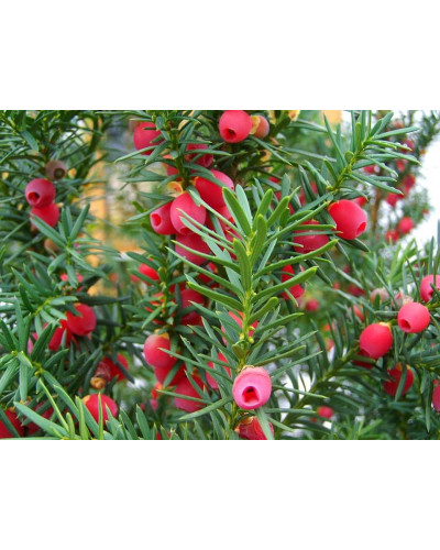 Тис середній Фармен | Taxus media Farmen | Тис средний Фармен