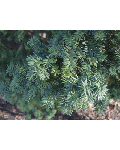 Тис середній Фармен | Taxus media Farmen | Тис средний Фармен