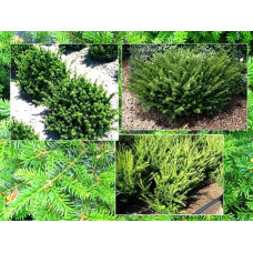Тис середній Фармен | Taxus media Farmen | Тис средний Фармен