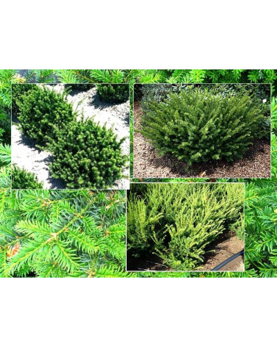 Тис середній Фармен | Taxus media Farmen | Тис средний Фармен