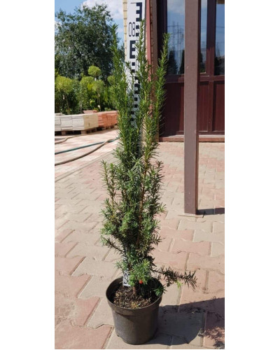 Тис середній Хіксії | Тис средний Хиксии | Taxus media Hicksii