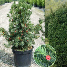 Тис середній Хіксії | Тис средний Хиксии | Taxus media Hicksii